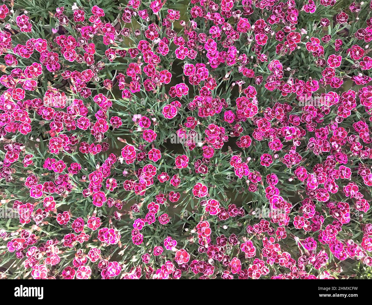 Tappeto luminoso di piccoli fiori giardino garofano colore rosa scuro, fucsia e Borgogna con bordo bianco con foglie verdi come sfondo. Foto Stock