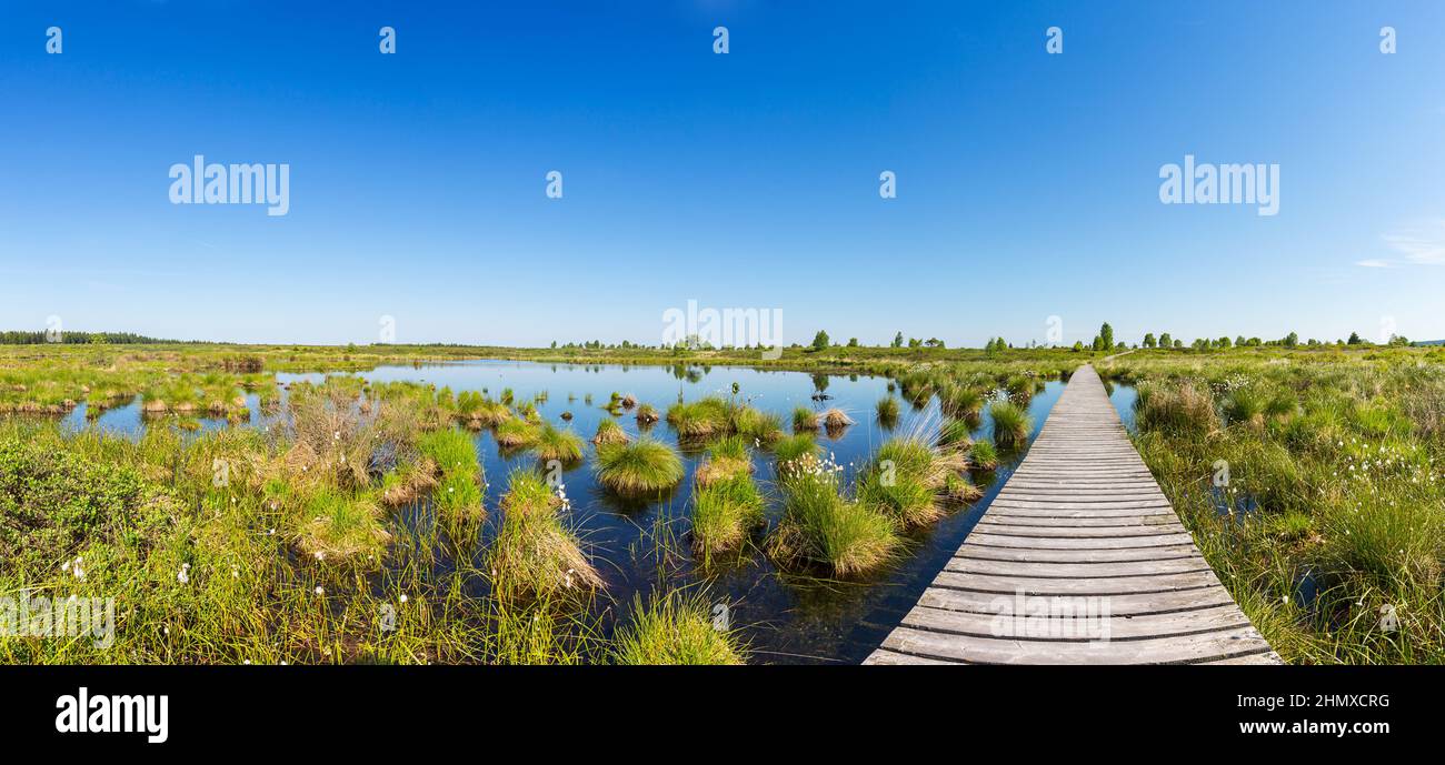Hautes Fagnes (Hohes Venn) panorama Foto Stock