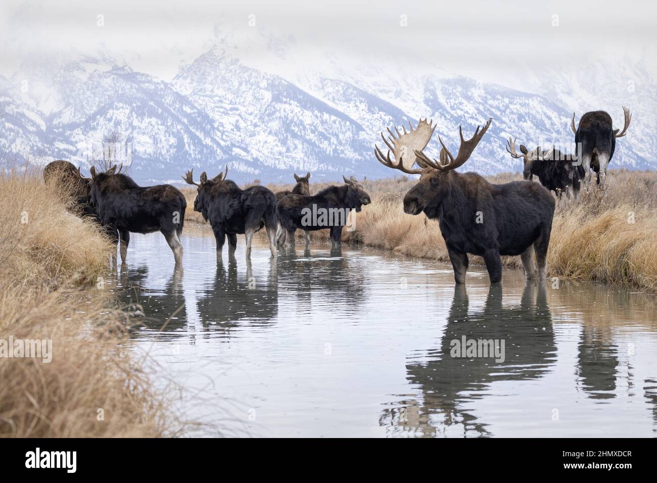Shiras Moose (Alces Alces), Grand Teton National Park, Wyoming Foto Stock