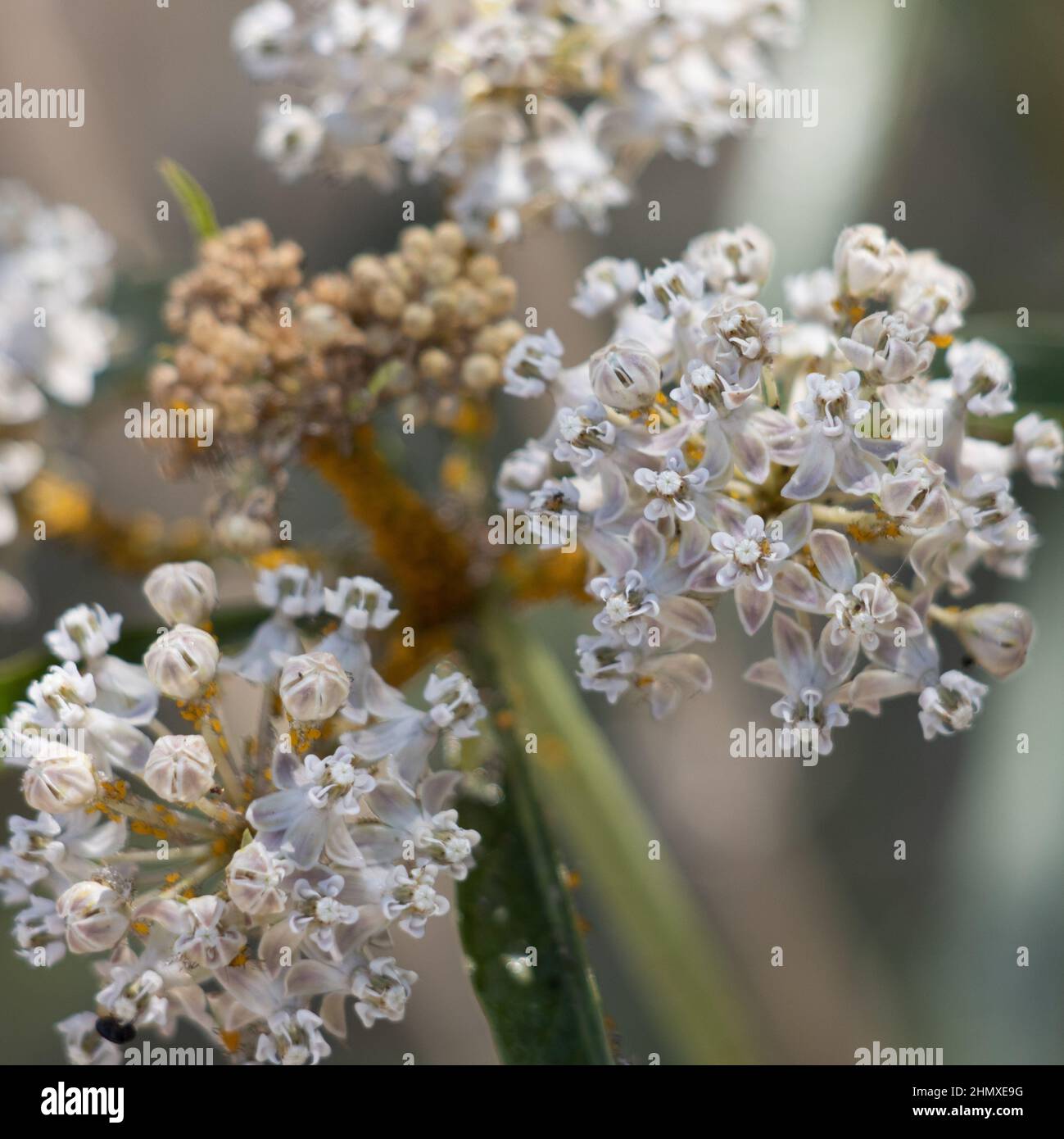 Fioritura bianca di corno di Cimose umbel infiorescenze di Asclepia fascicularis, Apocynaceae, pianta perenne autoctona dei Monti San Gabriel, estate. Foto Stock
