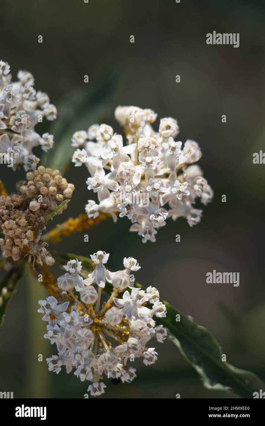 Fioritura bianca di corno di Cimose umbel infiorescenze di Asclepia fascicularis, Apocynaceae, pianta perenne autoctona dei Monti San Gabriel, estate. Foto Stock