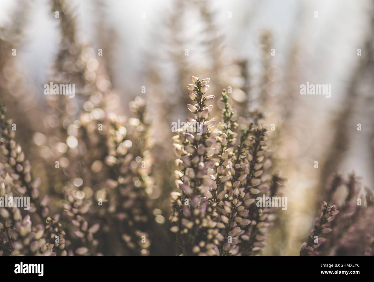 Primo piano di Heather (Calluna vulgaris) in un campo in una giornata di sole Foto Stock