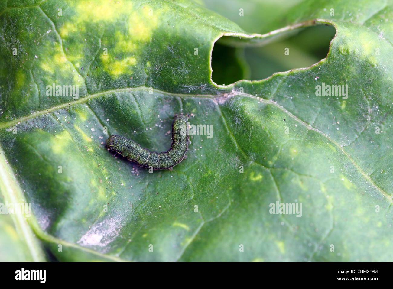 Giovane bruco della falce di cavolo (Mamestra brassicae) su una foglia di barbabietola da zucchero. Foto Stock