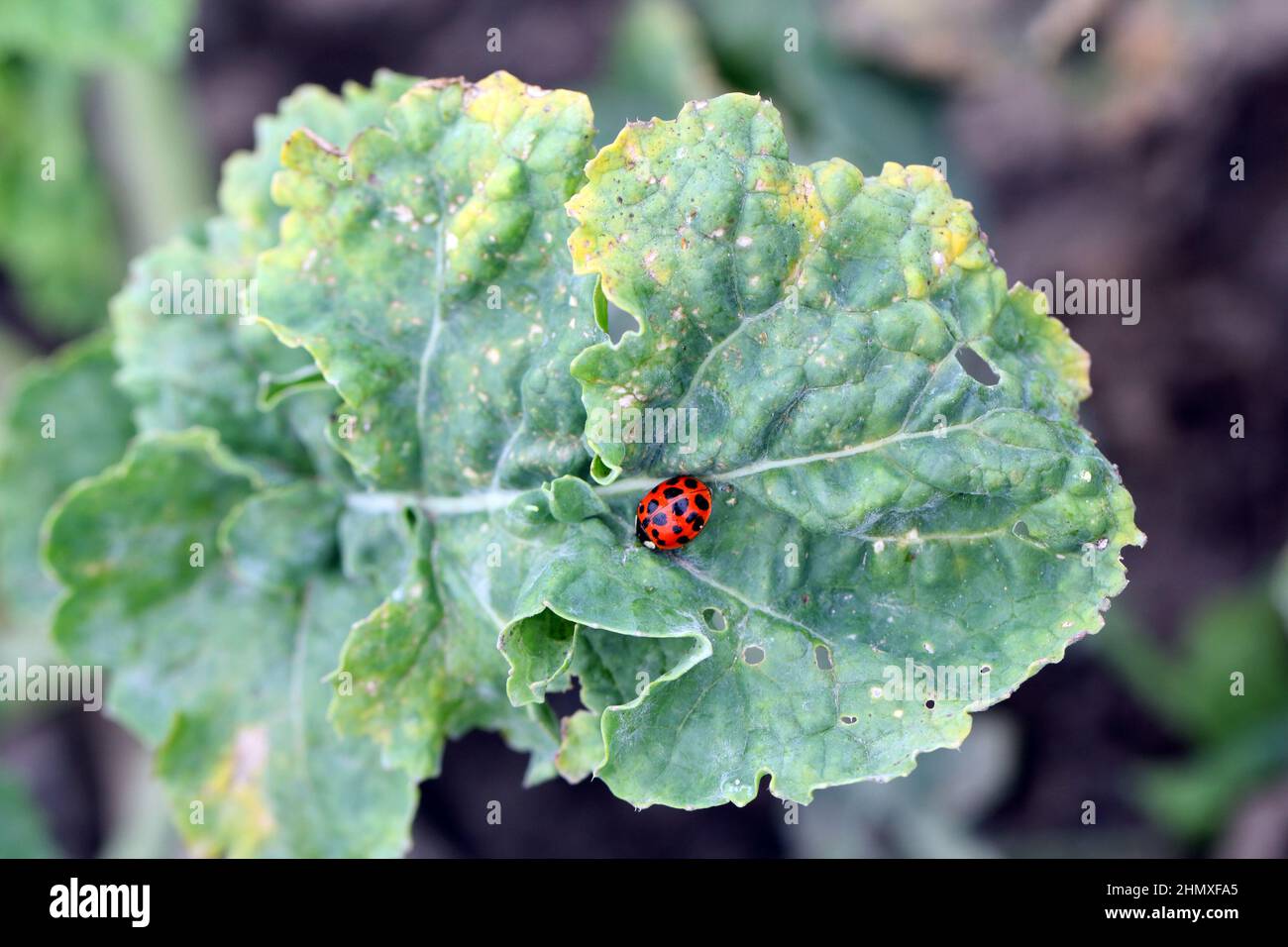 Primo piano del Ladybird asiatico multicolore Ladybug (Harmonia axyridis) su piante verdi. Foto Stock