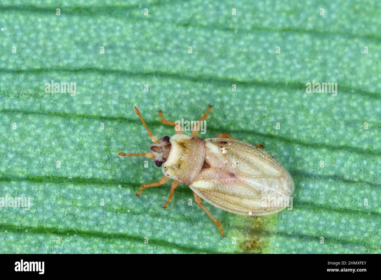 Piesma anche Parapiesma quadratum (Piesmidae) chiamato anche barbabietola pizzo-bug o foglia di barbabietola è un vero bug, importante parassita delle colture di barbabietole, la coltivazione. Foto Stock
