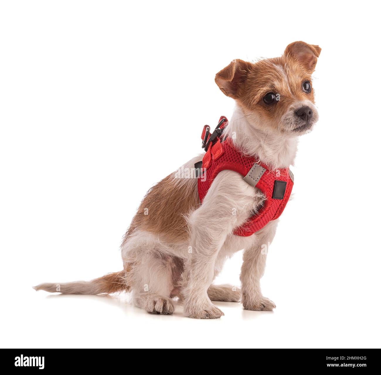 Ritratto di un piccolo cucciolo di razza mista con un'imbragatura rossa su sfondo bianco Foto Stock