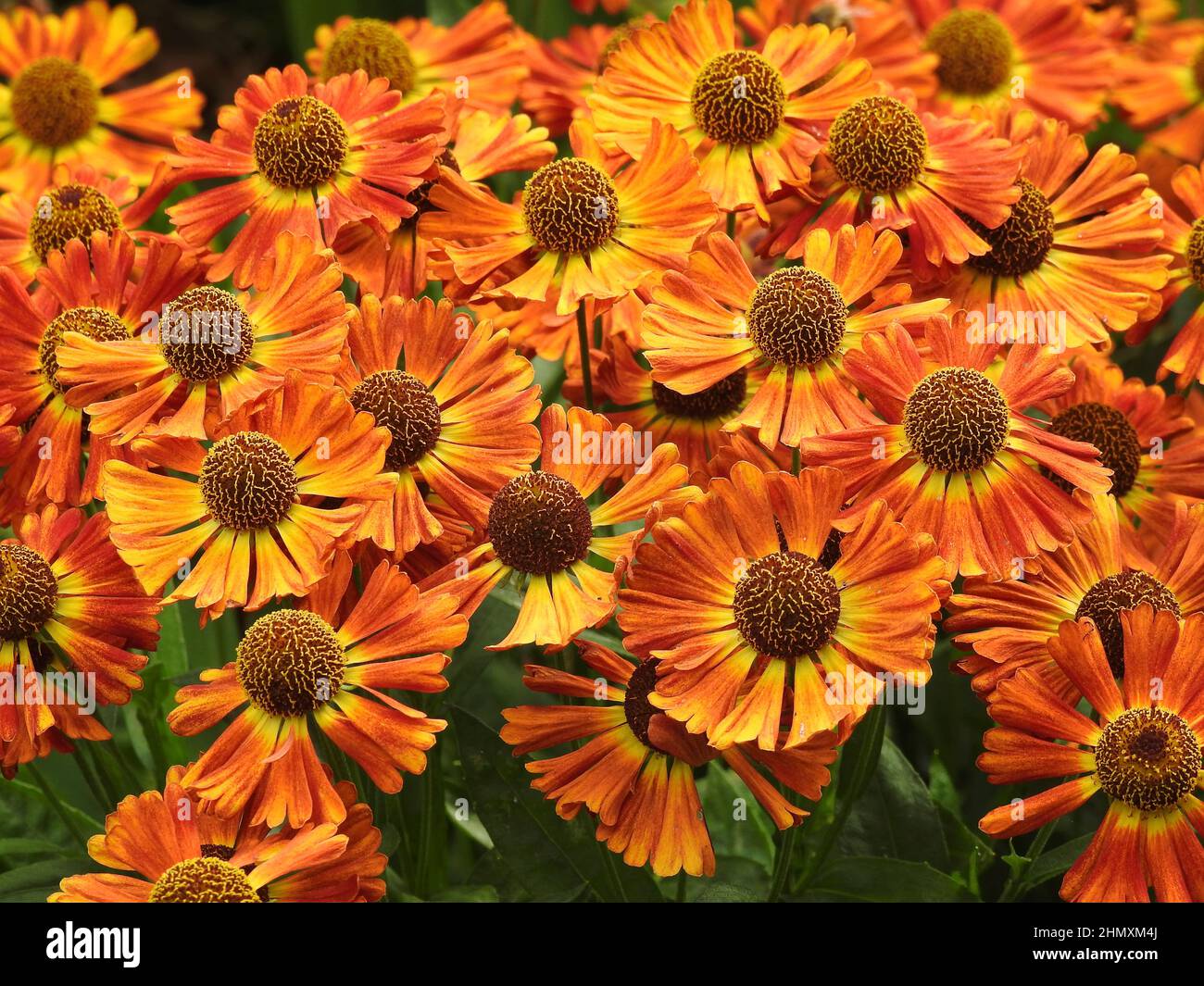 Arancio e giallo Helenium breve e Sassy Foto Stock