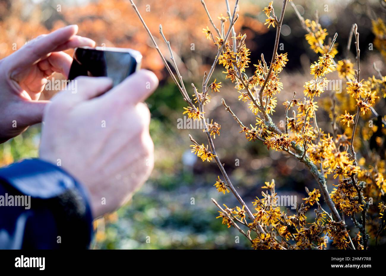 Bad Zwischenahn, Germania. 12th Feb 2022. Un uomo scatta una foto di una nocciola di strega in fiore nel Parco der Gärten in tempo freddo. Come in molti luoghi della bassa Sassonia, la stagione dei giardini non inizia fino ad aprile nel Parco der Gärten - ma una speciale apertura per il 'fiore d'inverno nel Parco' attrae gli amanti del giardino al parco già da febbraio. (A dpa: Colorato 'Winter Blossom' nel Parco dei Giardini di Ammerland) Credit: Hauke-Christian Dittrich/dpa/Alamy Live News Foto Stock