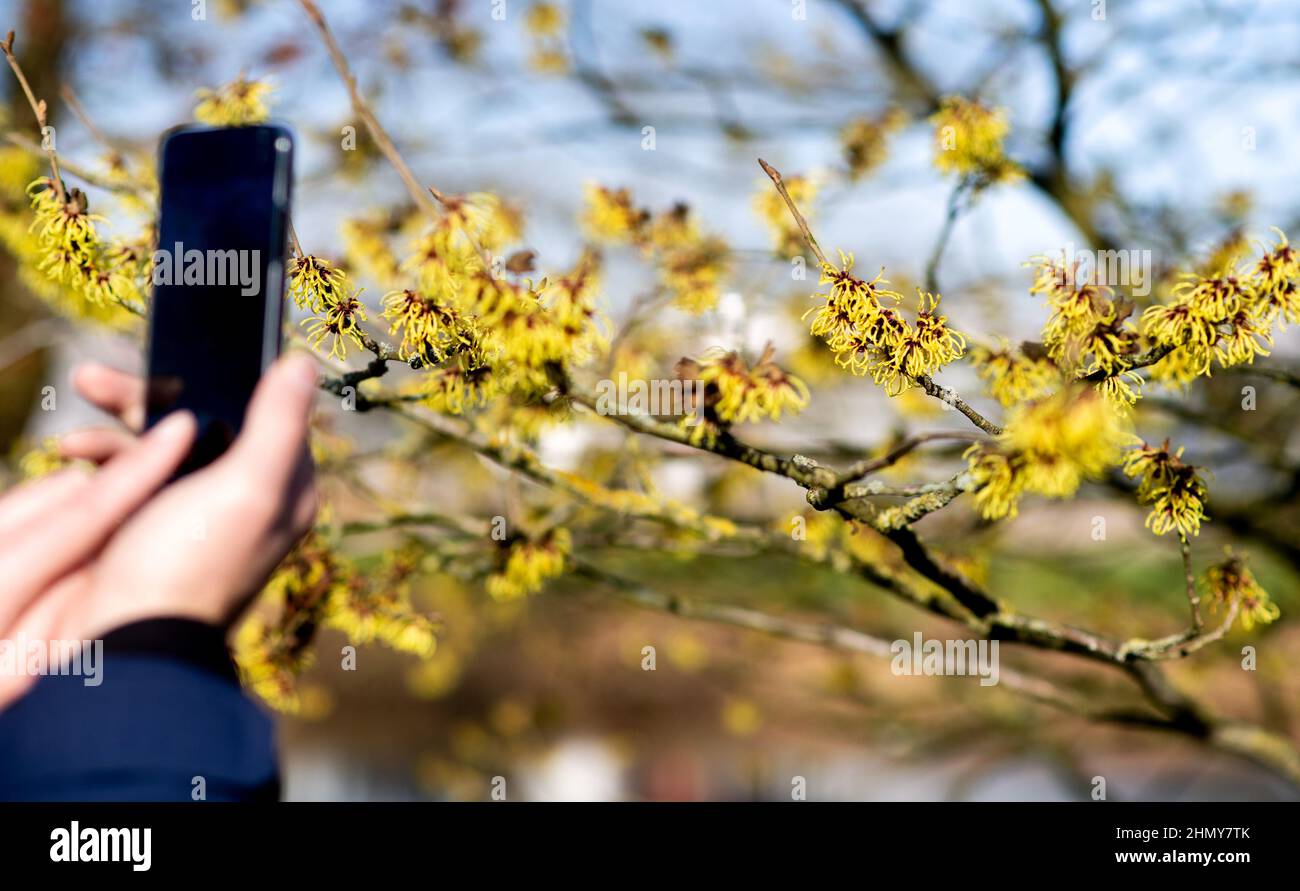 Bad Zwischenahn, Germania. 12th Feb 2022. Un uomo scatta una foto di una nocciola di strega in fiore nel Parco der Gärten in tempo freddo. Come in molti luoghi della bassa Sassonia, la stagione dei giardini non inizia fino ad aprile a Park der Gärten - ma un'apertura speciale per 'i fiori d'inverno nel Parco' attrae gli amanti dei giardini al parco già da febbraio. Credit: Hauke-Christian Dittrich/dpa/Alamy Live News Foto Stock