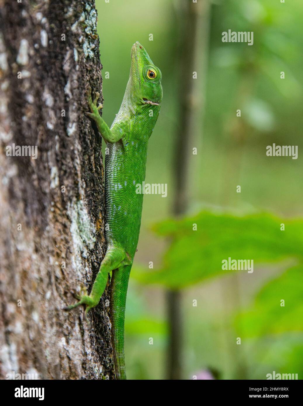 Basilisk comune (Basiliscus basiliscus) Lizard, Monteverde Cloud Forest Reserve, Costa Rica Foto Stock