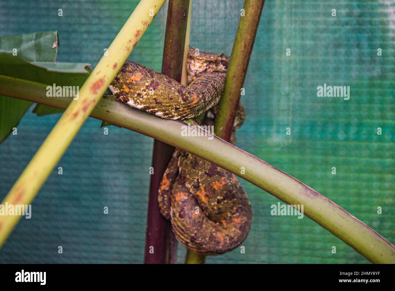 Ciglia viper (Bothriechis schlegelii), Refugio de Vida Silvestre Monteverde, Monteverde, Costa Rica Foto Stock