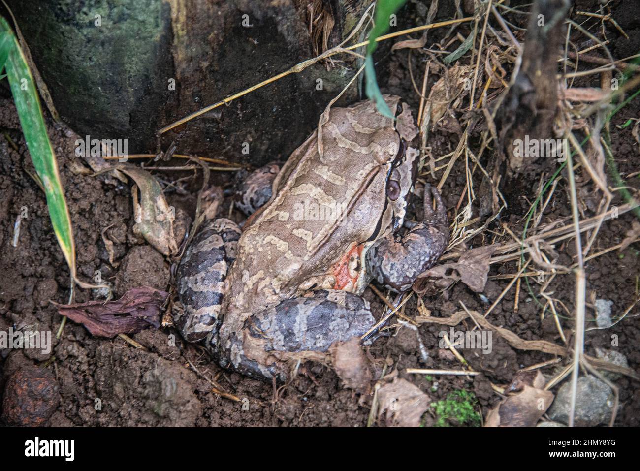 Rana della giungla affumicato (Leptodactylus pentadactylus), Riserva della Foresta nuvolosa di Monteverde, Costa Rica Foto Stock