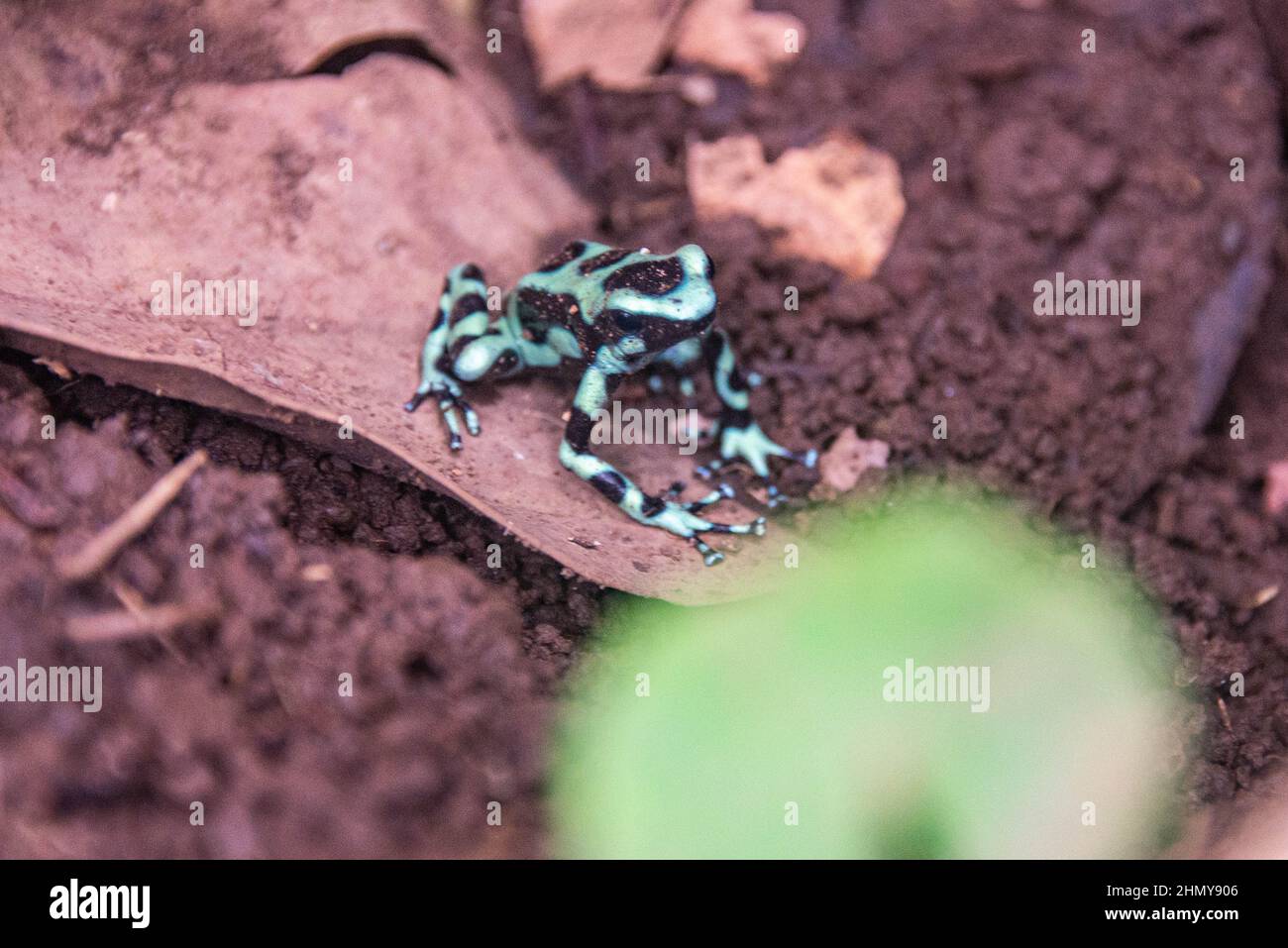 Rana avvelenata verde e nera (Dendrobates auratus), Riserva della Foresta di Monteverde Cloud, Costa Rica Foto Stock