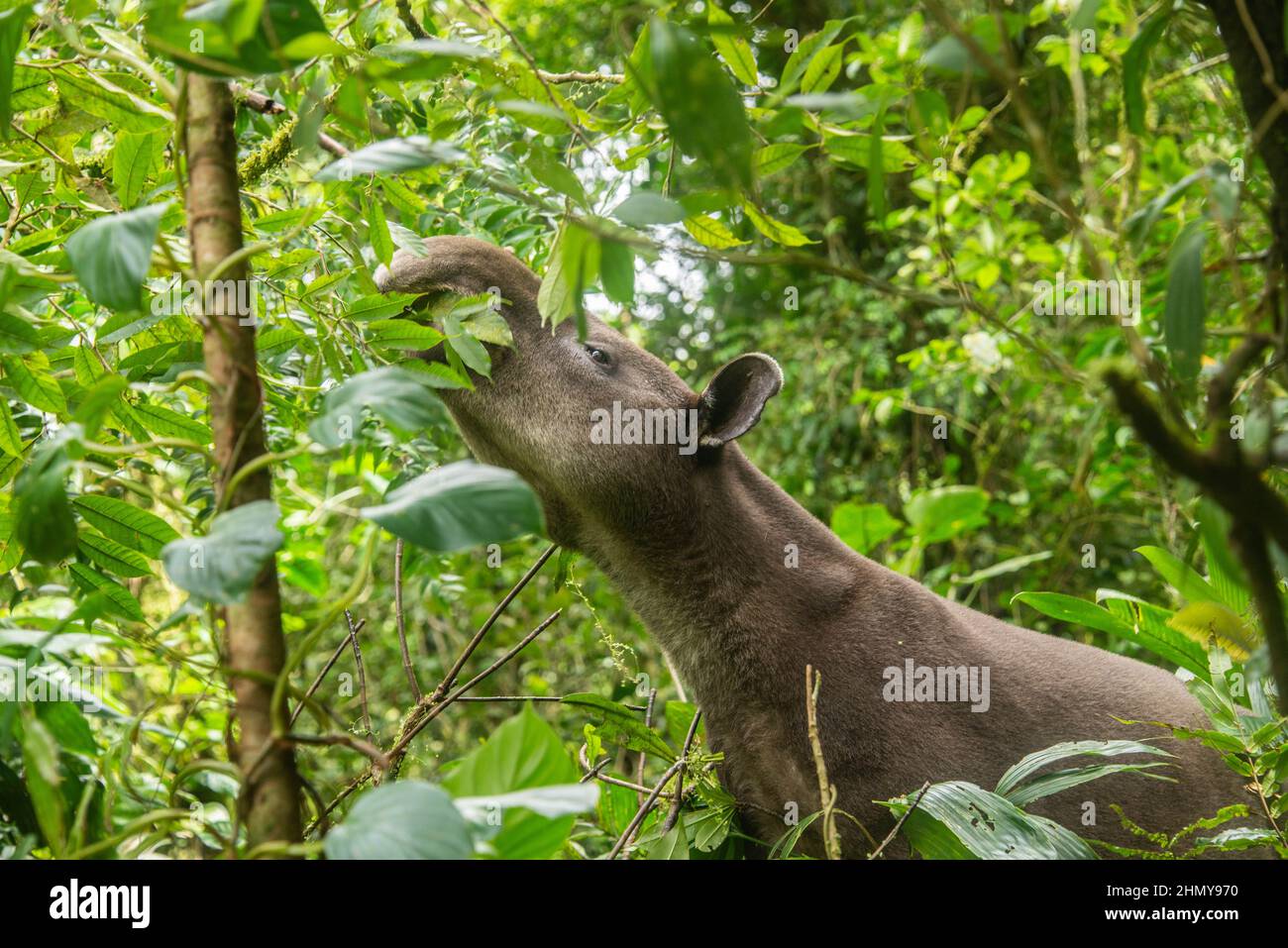 Il tapiro di Baird (Tapirus bairdii), il Parco Nazionale del Vulcano Tenorio, Guanacaste, Costa Rica Foto Stock