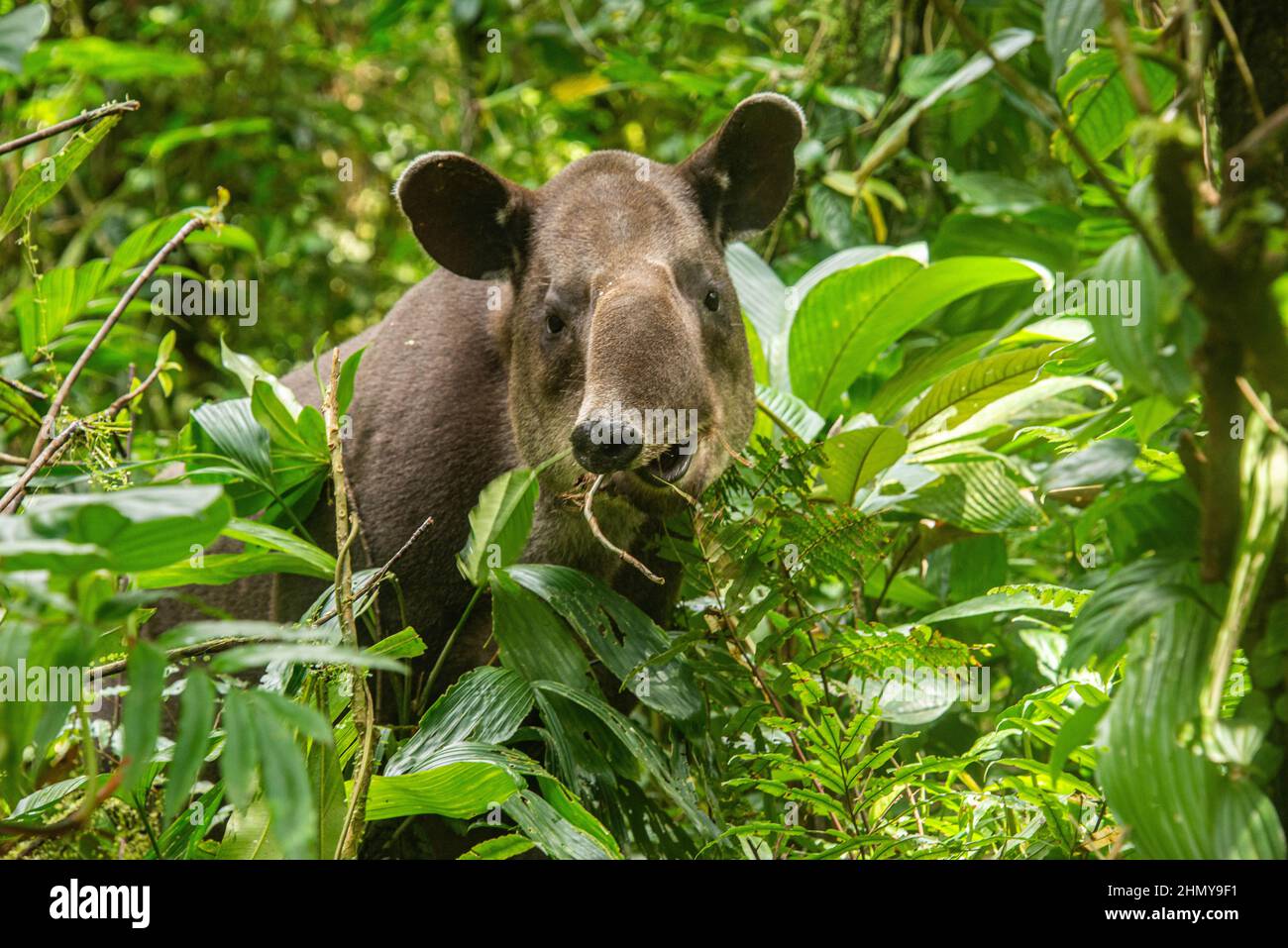 Il tapiro di Baird (Tapirus bairdii), il Parco Nazionale del Vulcano Tenorio, Guanacaste, Costa Rica Foto Stock