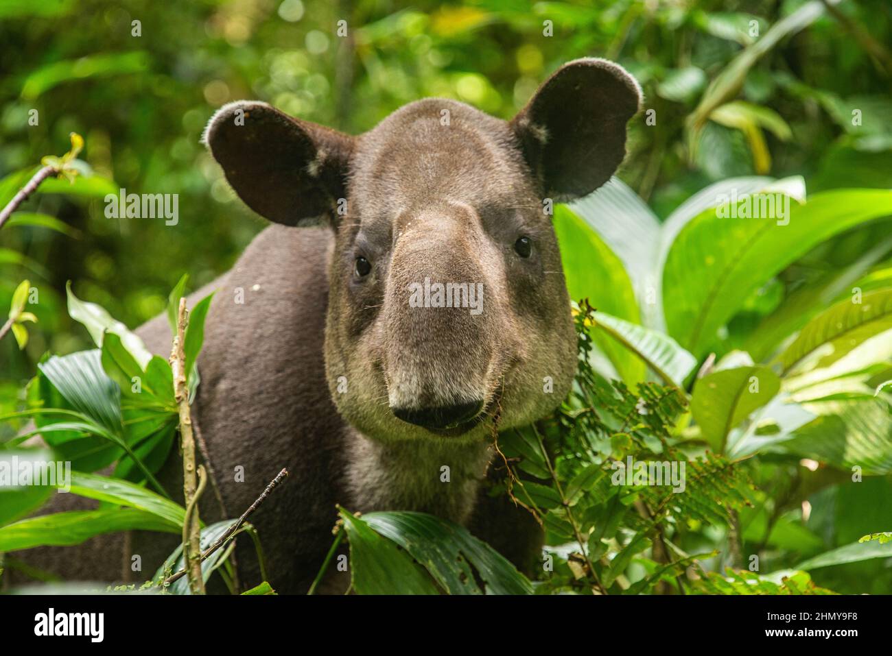 Il tapiro di Baird (Tapirus bairdii), il Parco Nazionale del Vulcano Tenorio, Guanacaste, Costa Rica Foto Stock