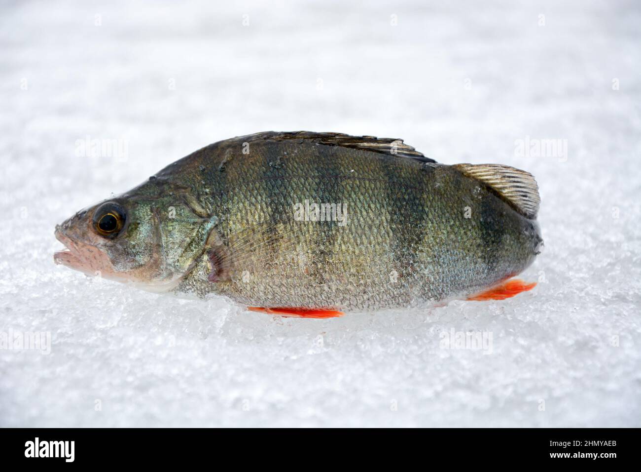 Trofeo di pesca in inverno pesca - fresco pesche su ghiaccio. Pesce fresco pescato, pesca invernale Foto Stock