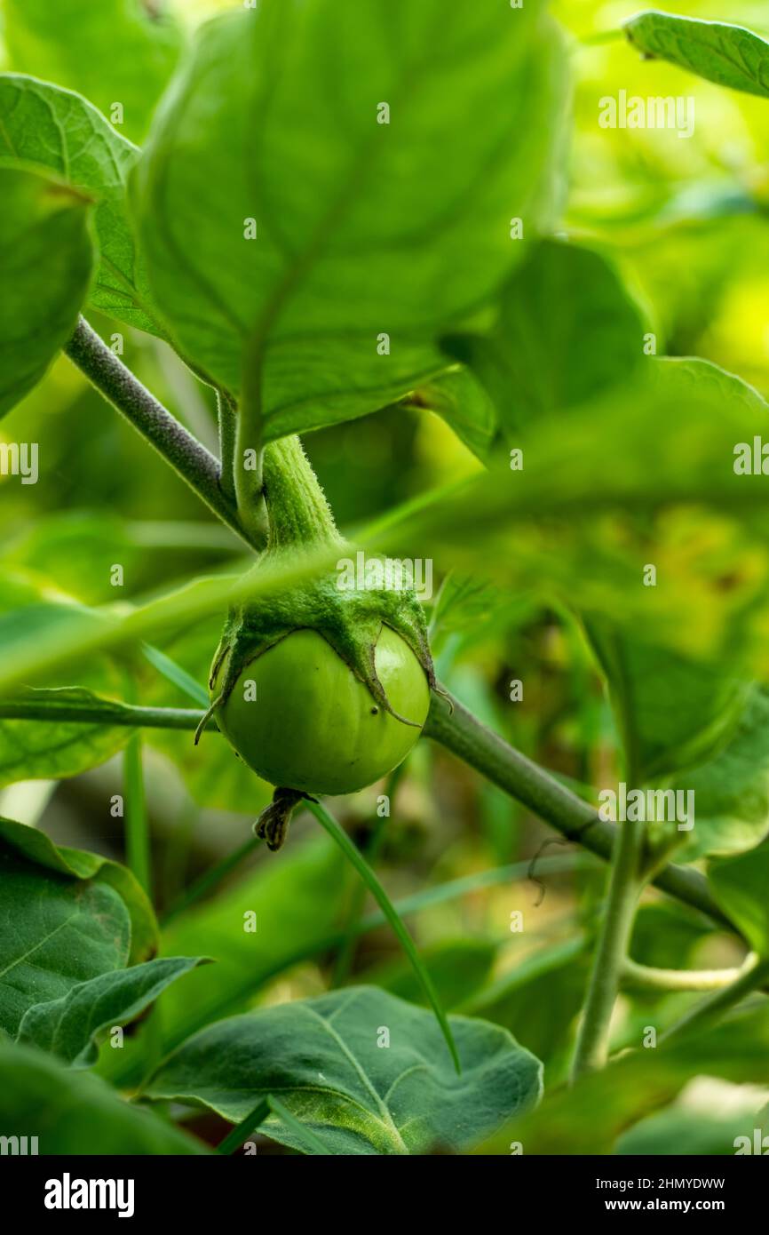 Le melanzane note anche come melanzane o brinals sono verdure calde che vengono raccolte a metà-a-fine estate Foto Stock