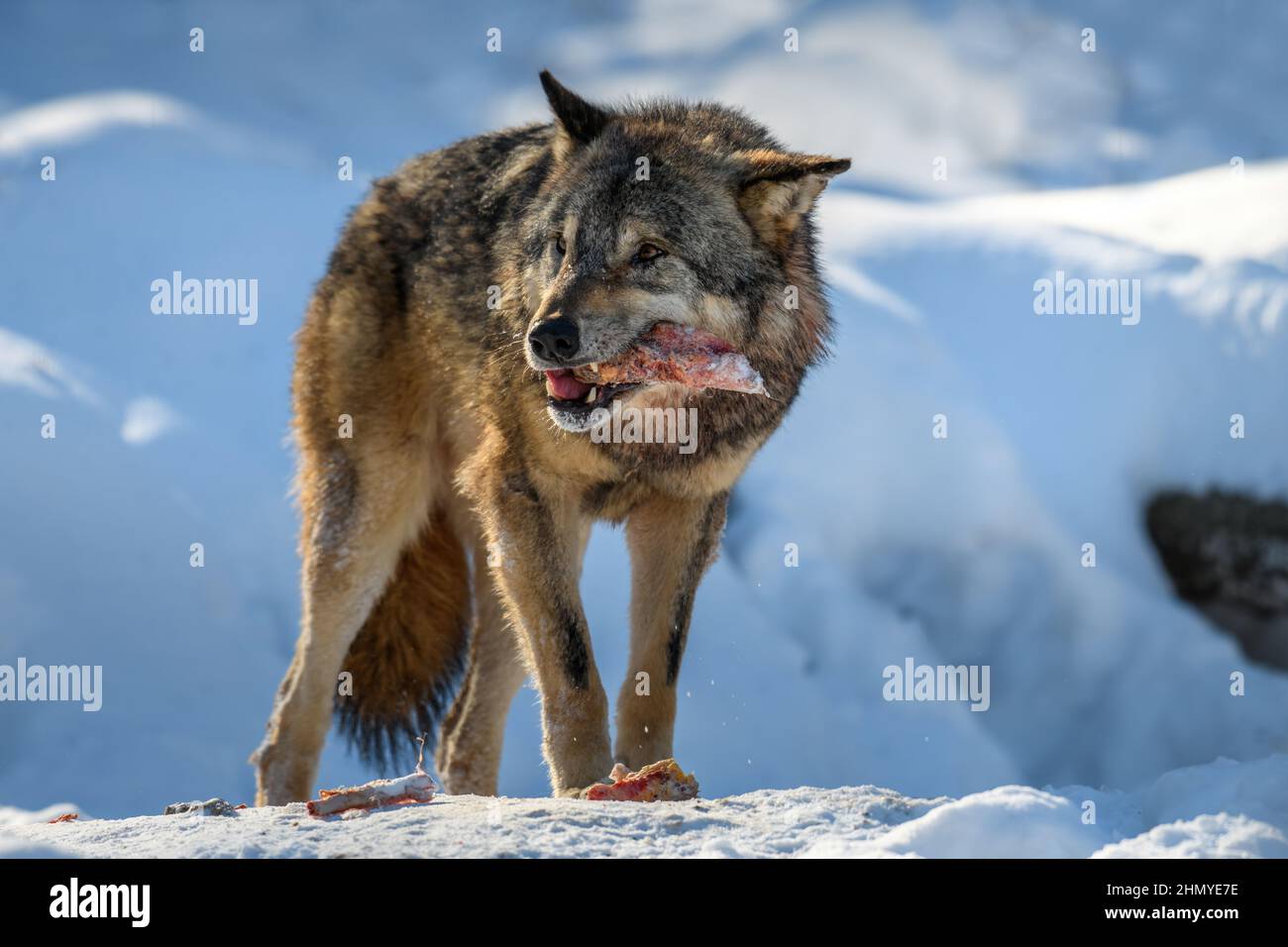 Lupo grigio, lupo canis, mangia carne nella foresta invernale. Lupo nell'habitat naturale Foto Stock