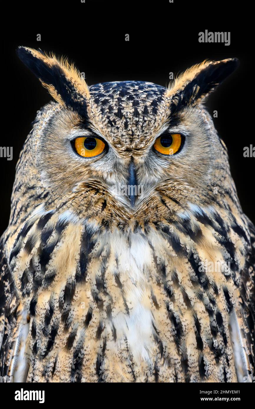 OWL guardare grandi occhi fuori dal buio in primo piano Foto Stock