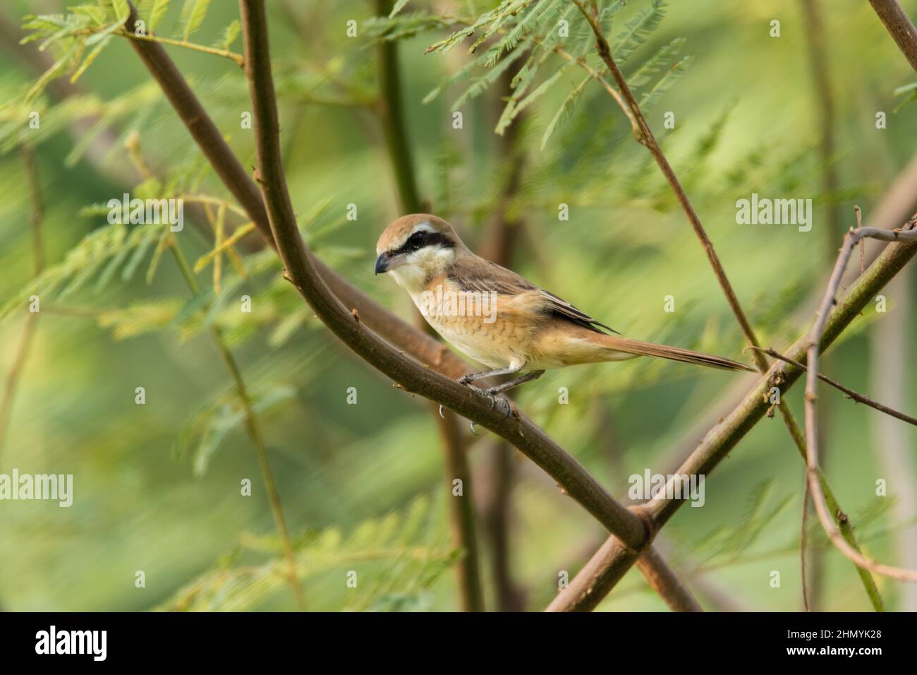 Brown shrike bird in appoggio sul ramo di un albero con lo sfondo sfocato Foto Stock