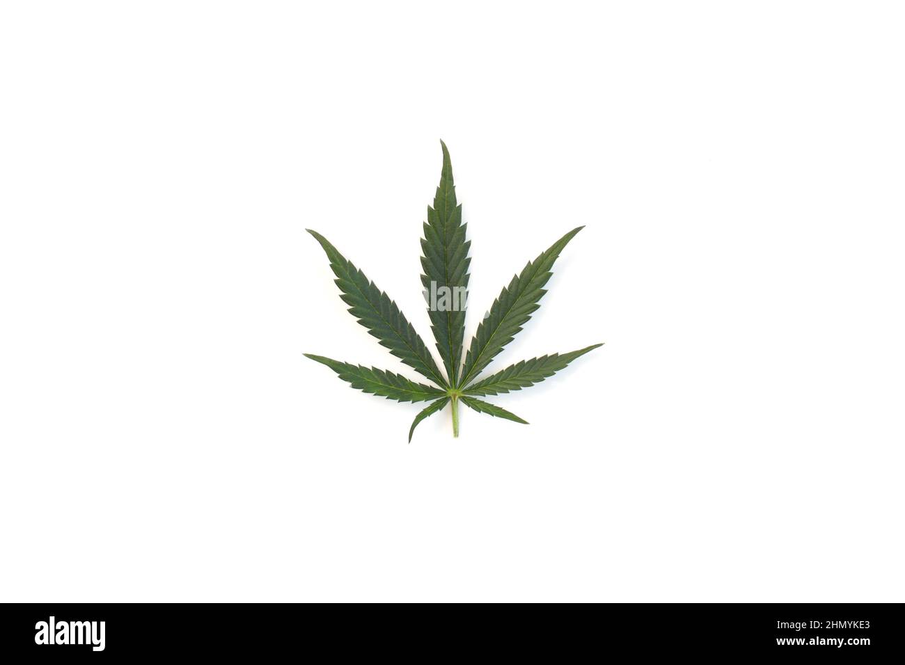 Foglia di Cannabis perfetta isolata su sfondo bianco. Foto foglia di marijuana Foto Stock