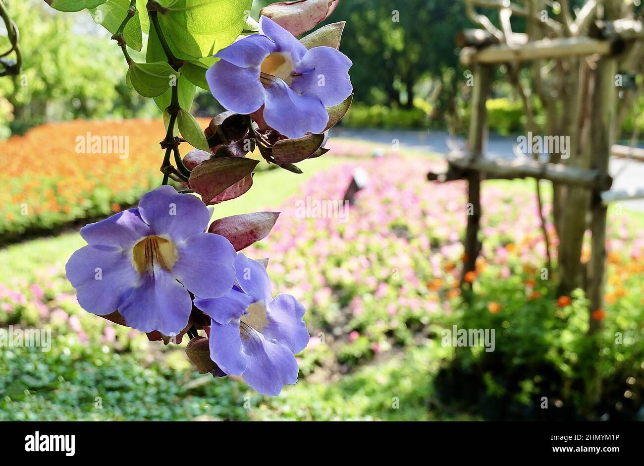 Mazzo di Thunbergia grandiflora blu, Trumpet Vine blu o Bengal Clockvine Fiori decorazione in Green Garden. Foto Stock