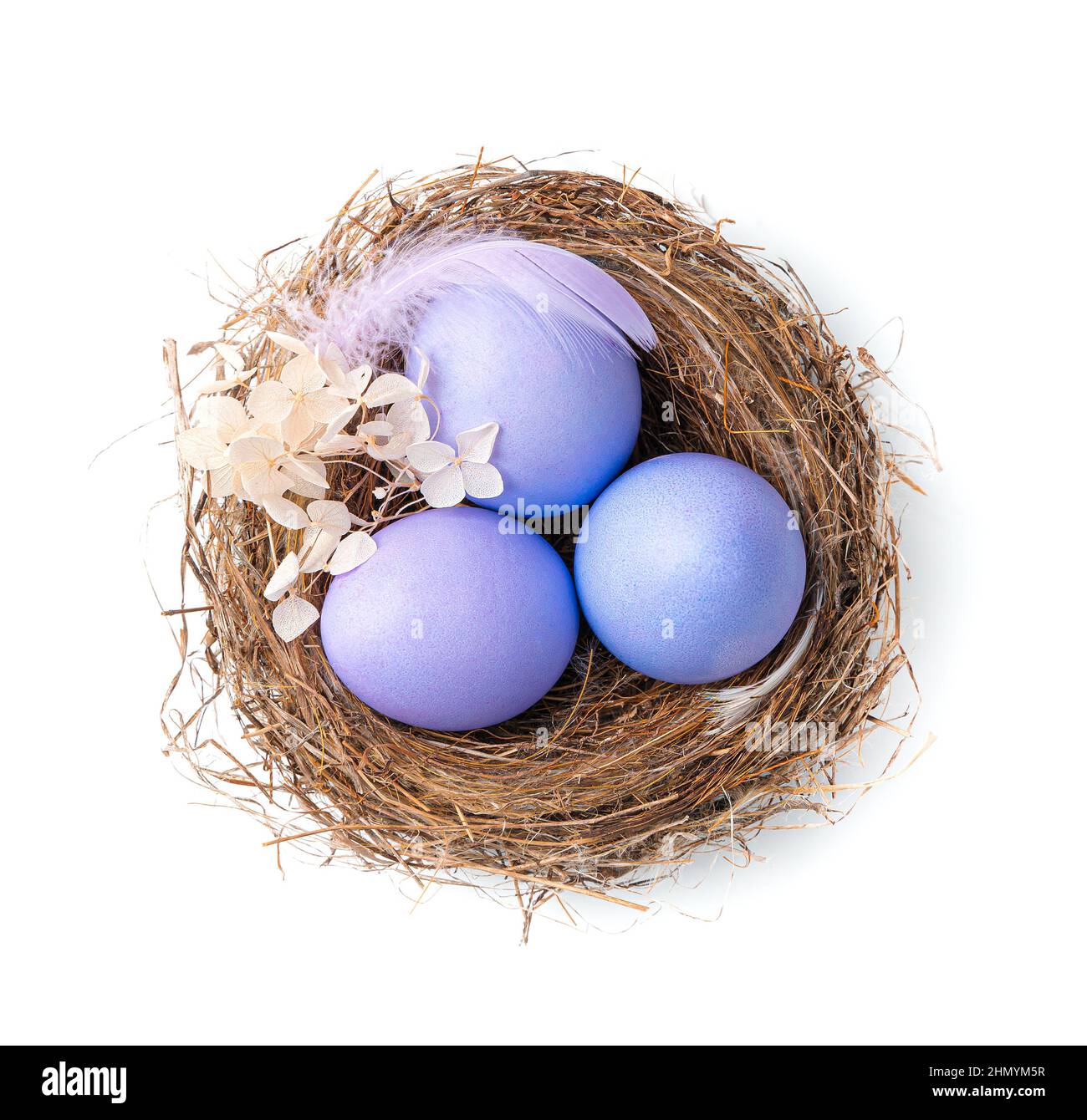 Tre uova viola in un nido con una piuma e fiori isolati su uno sfondo bianco. Vista dall'alto. Il concetto di Pasqua. Foto Stock