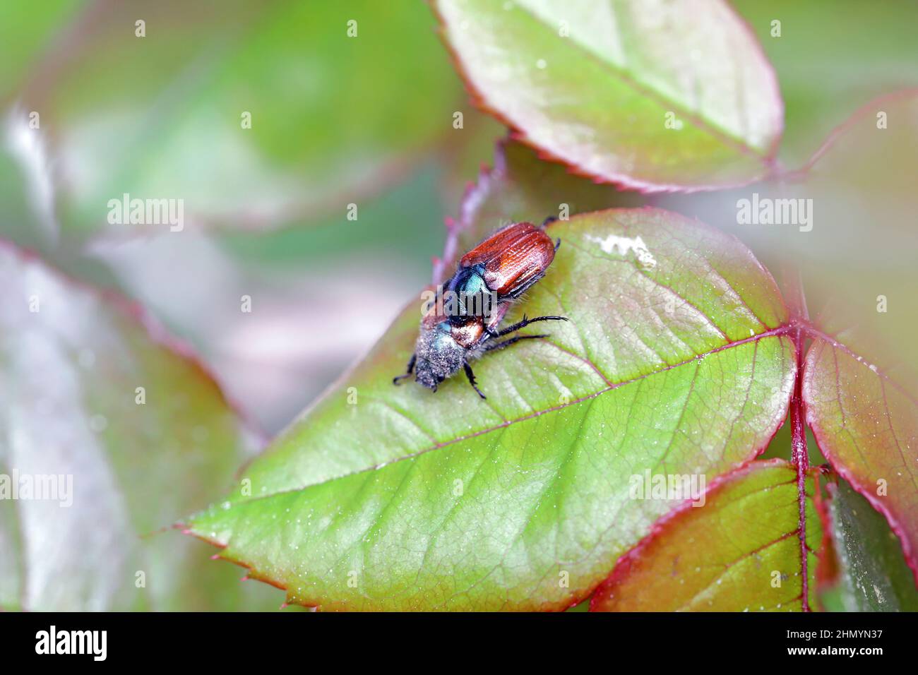 Giardino Chafer Beetle – Phyllopertha horticola su foglia di rosa. Foto Stock