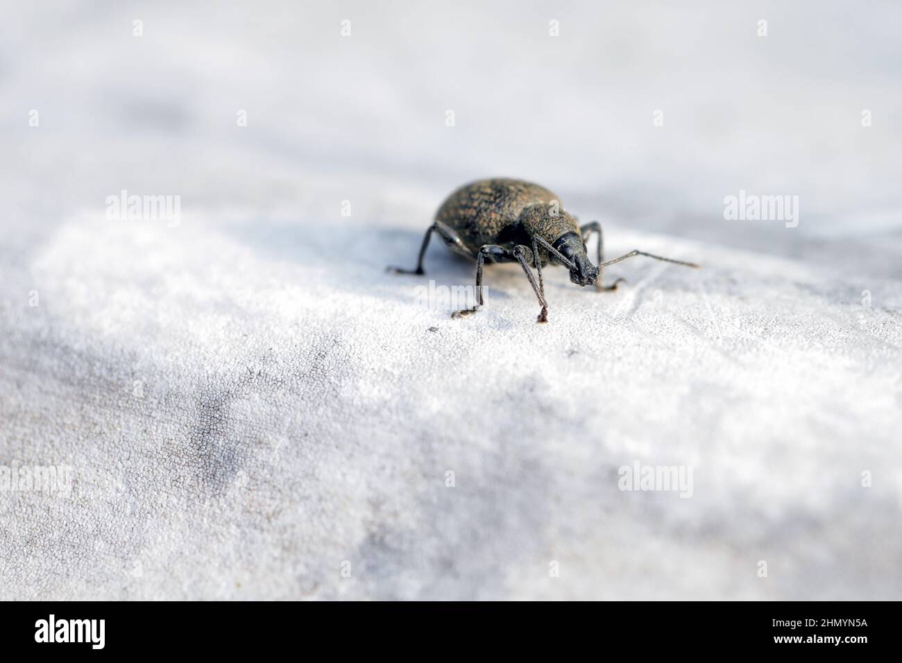 Beetle di Otiorhynchus (a volte Otiorrhynchus). Molti di loro e.i. la vite nera (O. sulcatus) o la radice di fragola (O. ovatus). Foto Stock