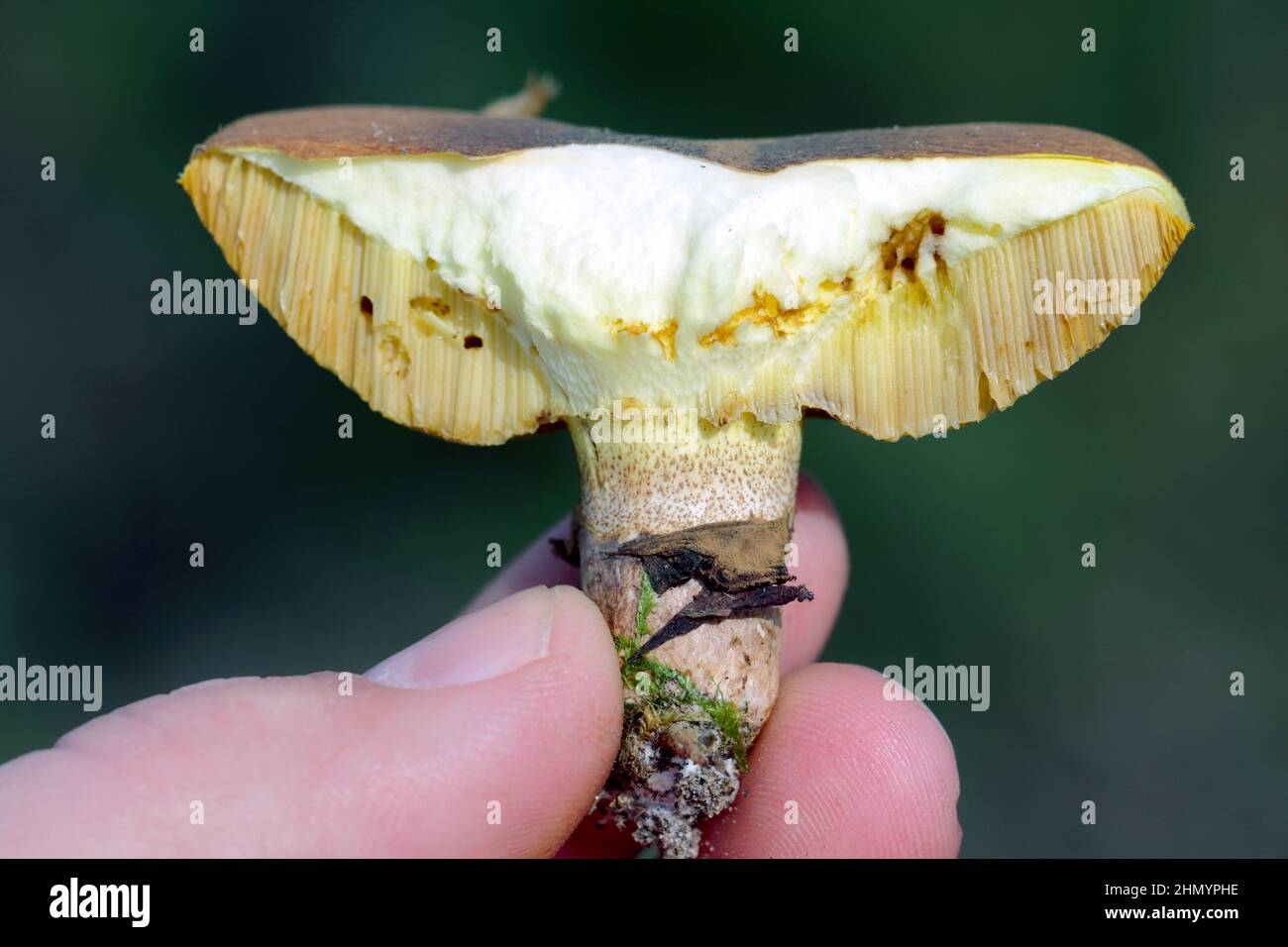 Jack scivoloso o bun appiccicoso Suillus luteus rotto con lesioni visibili da larve del mosca. Magnot in funghi. Foto Stock