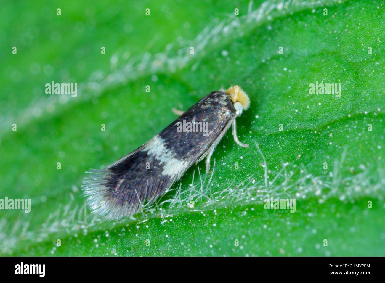 La falena di Stigmella è un genere di falene della famiglia Nepticulidae. I bacini minerano le foglie di varie piante, comprese le colture. Foto Stock