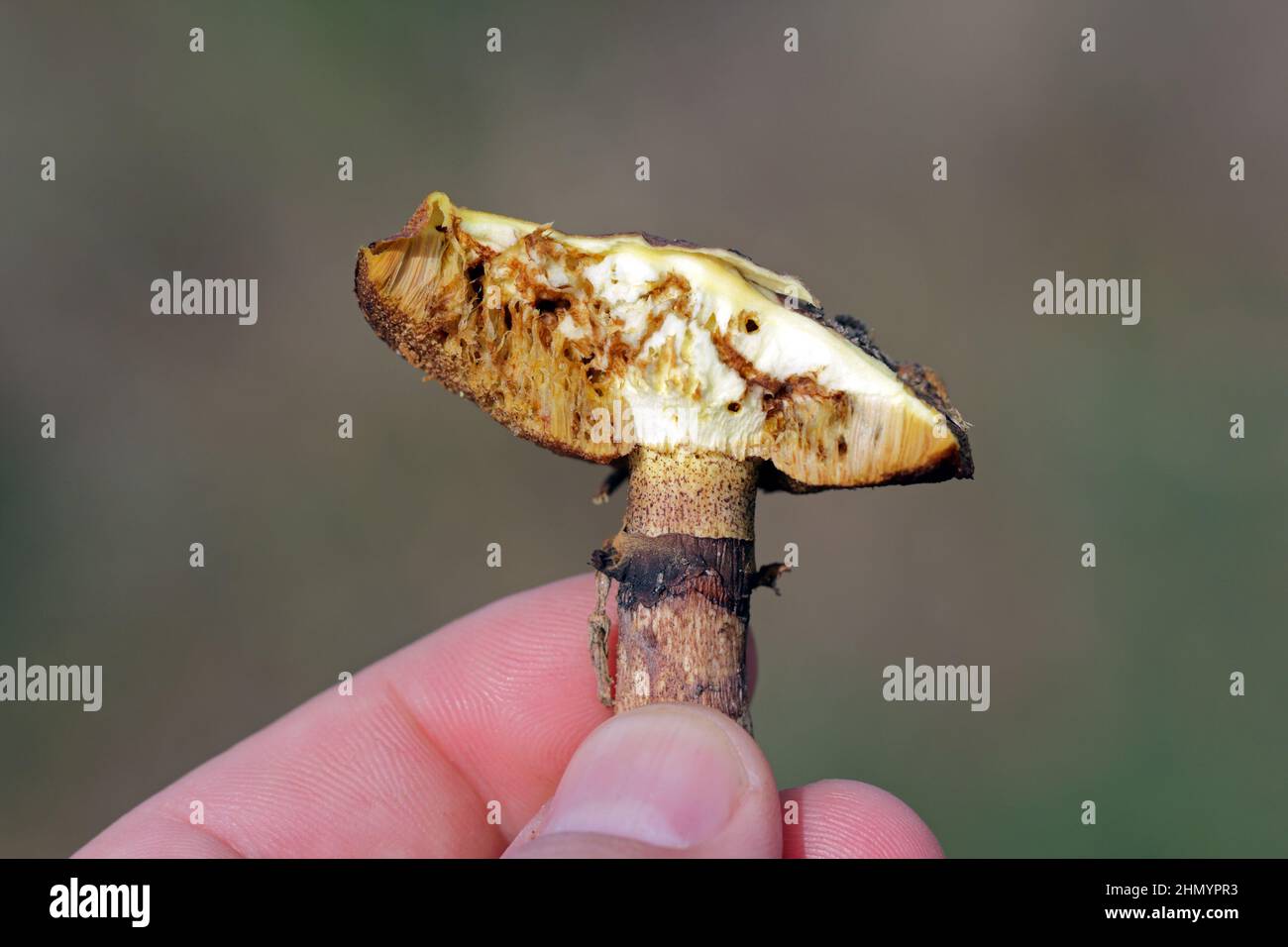 Jack scivoloso o bun appiccicoso Suillus luteus rotto con lesioni visibili da larve del mosca. Magnot in funghi. Foto Stock