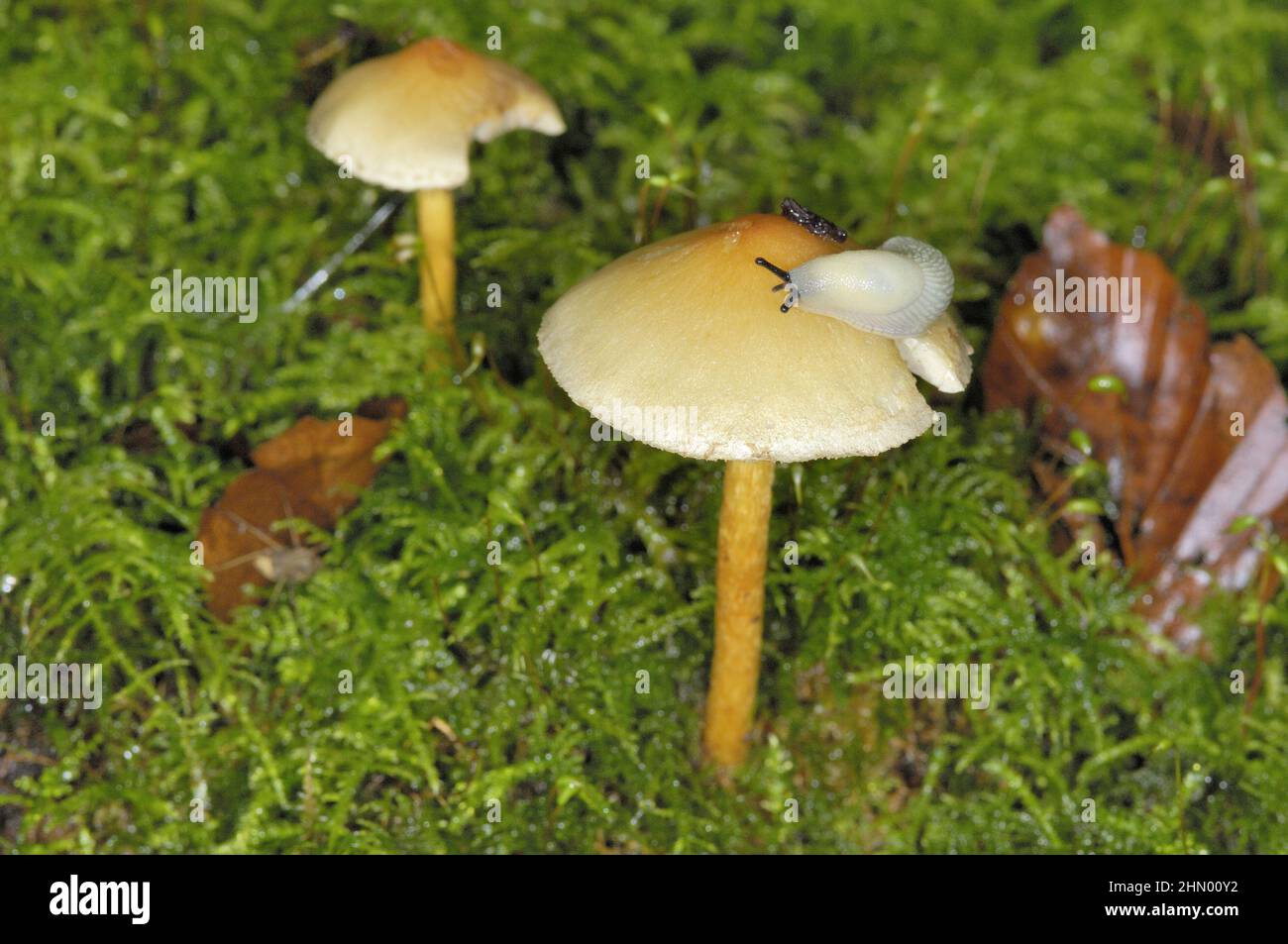 Hedgehog-Slug - Glade Slug (Arion intermedius) che si nutrono di funghi in autunno Foto Stock