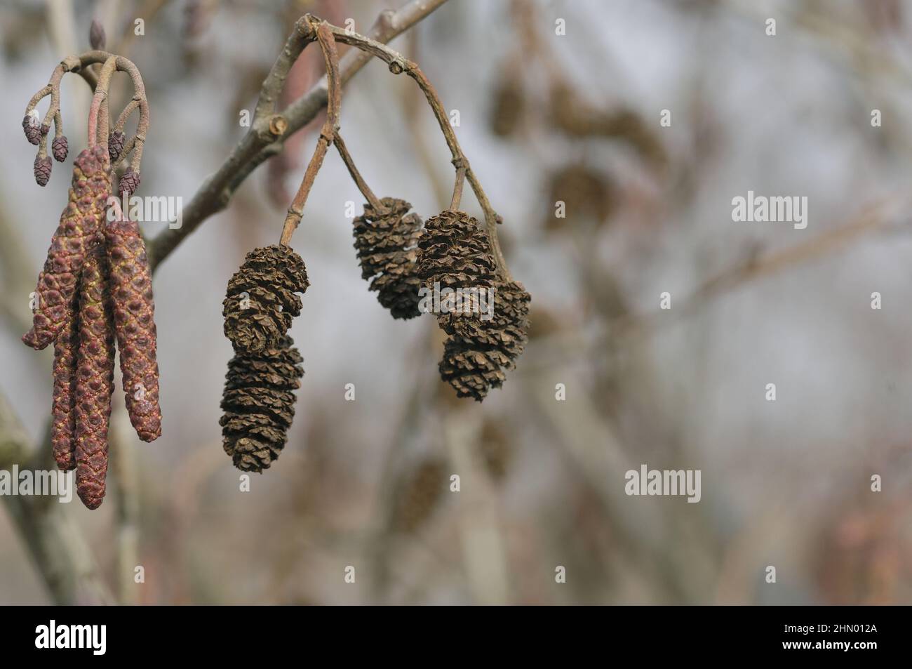 Alder comune - Alder Nero (Alnus glutinosa) catkins e coni in primavera Foto Stock