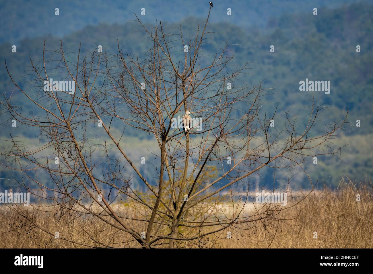 L'aquila di pesce minore o l'humilis di Icthyophaga arroccato sull'albero vicino al fiume ragganga in sfondo verde naturale alla zona dhikala del parco nazionale di jim corbett Foto Stock