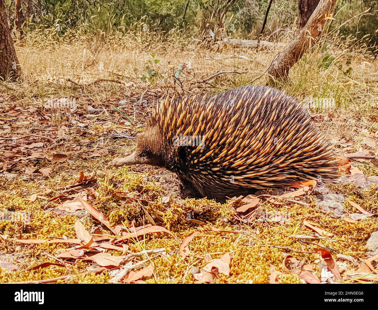 Tame Echidna in Victoria Australia Foto Stock