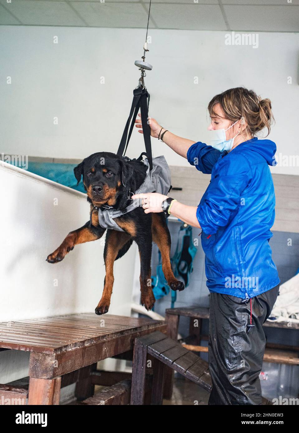 giovane rottweiler in imbracatura per la sua rieducazione Foto Stock