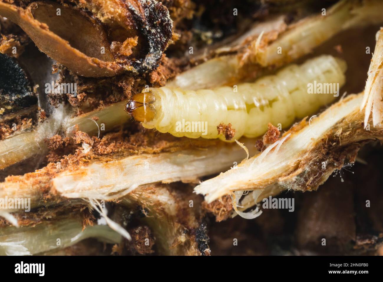 Larva (Cidia strobellella) all'interno di un cono Foto Stock