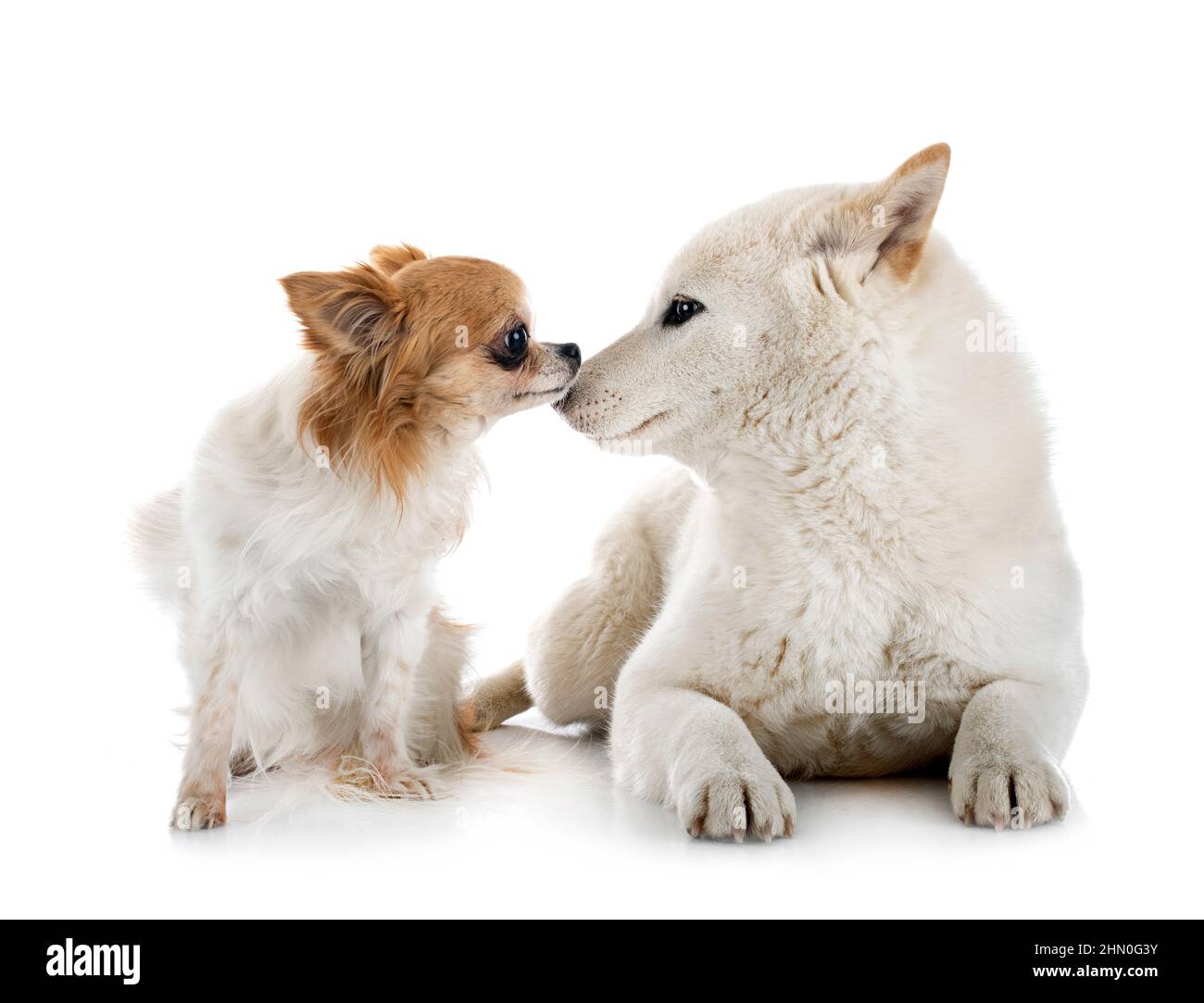 shiba inu bianco e chihuahua di fronte a sfondo bianco Foto Stock