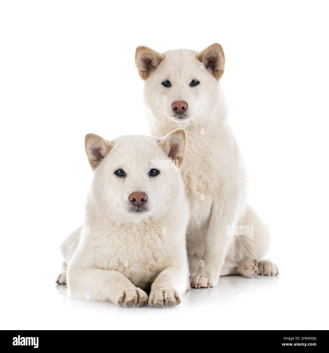 shiba inus bianco di fronte a sfondo bianco Foto Stock