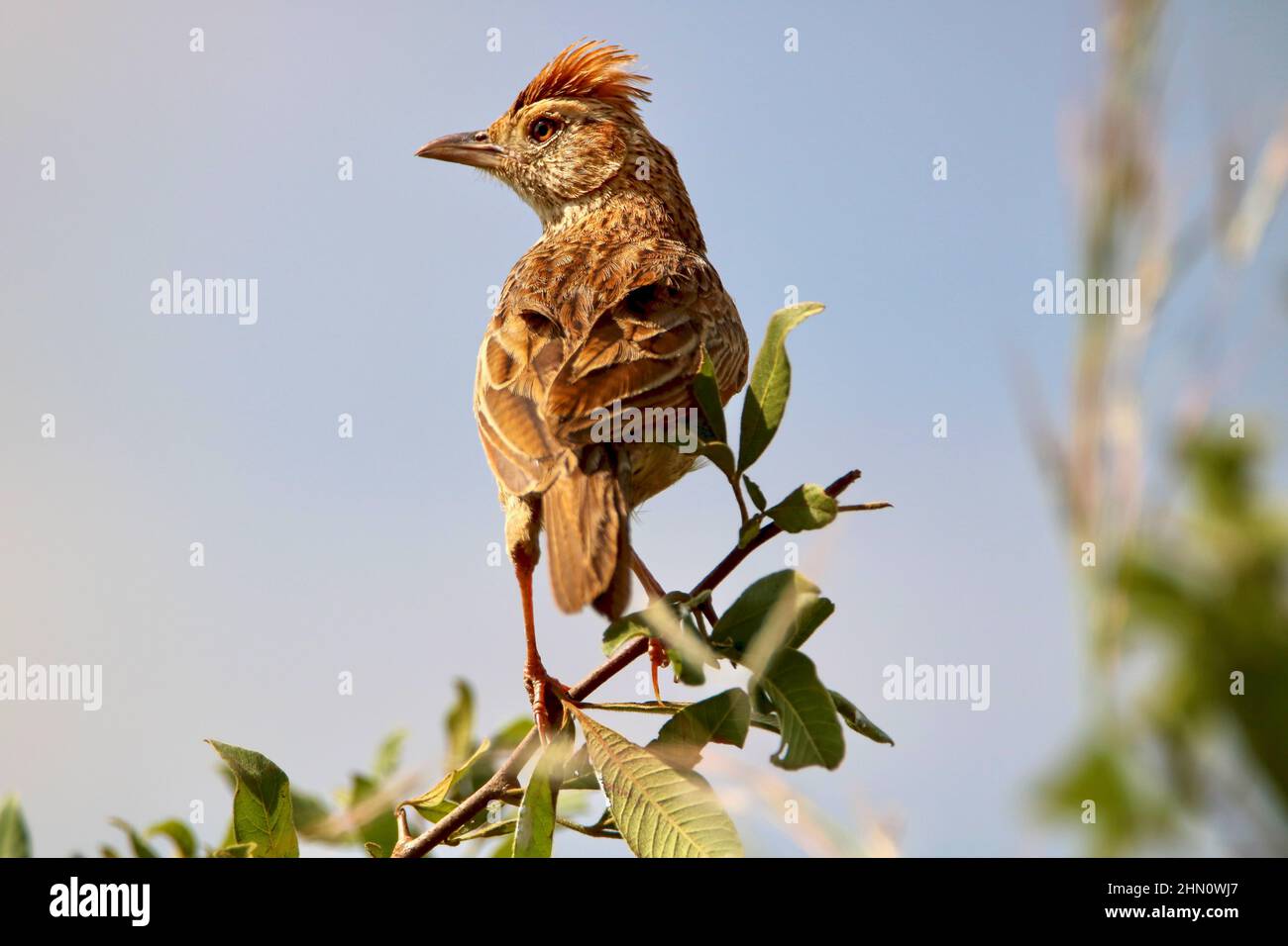 Lark rufous-naped, Sudafrica Foto Stock