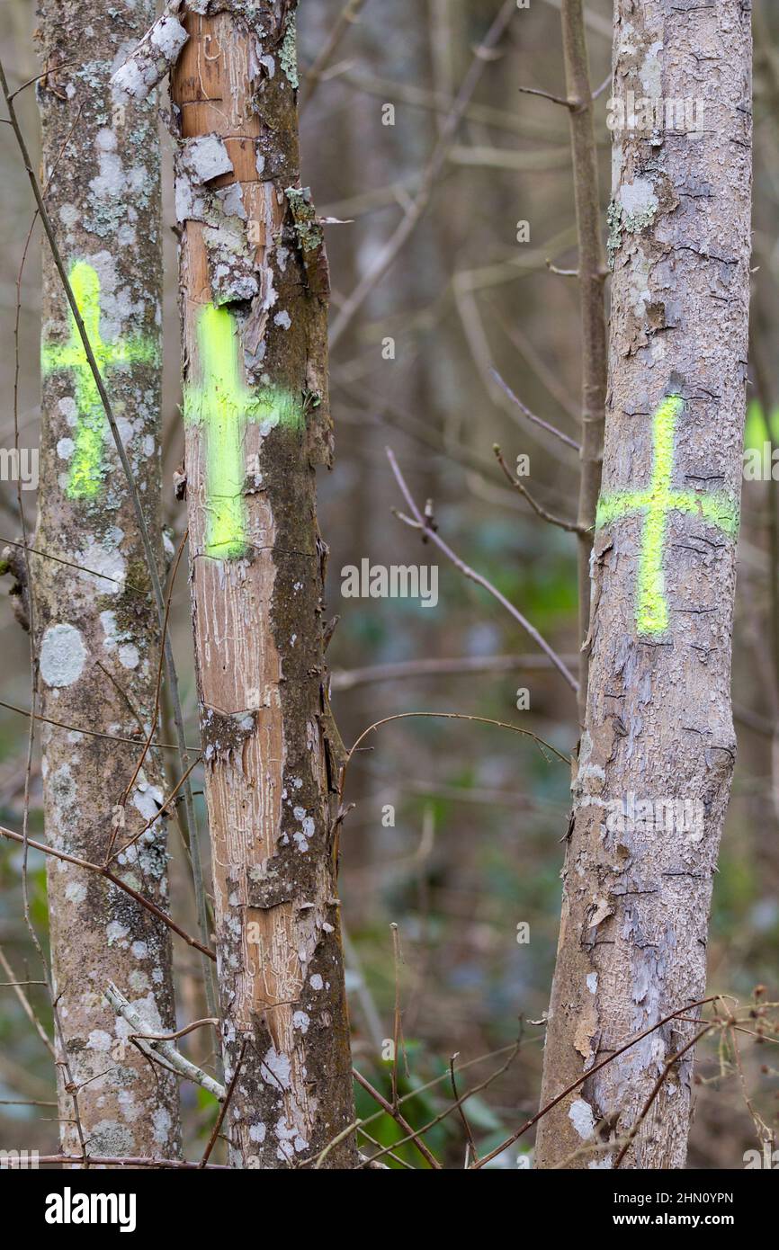 Alberi con croci verticali gialle verdognoli dipinti su tronchi nella zona boschiva della riserva naturale. Può significare contrassegnato per risparmio di abbattimento o boundries ecc Foto Stock