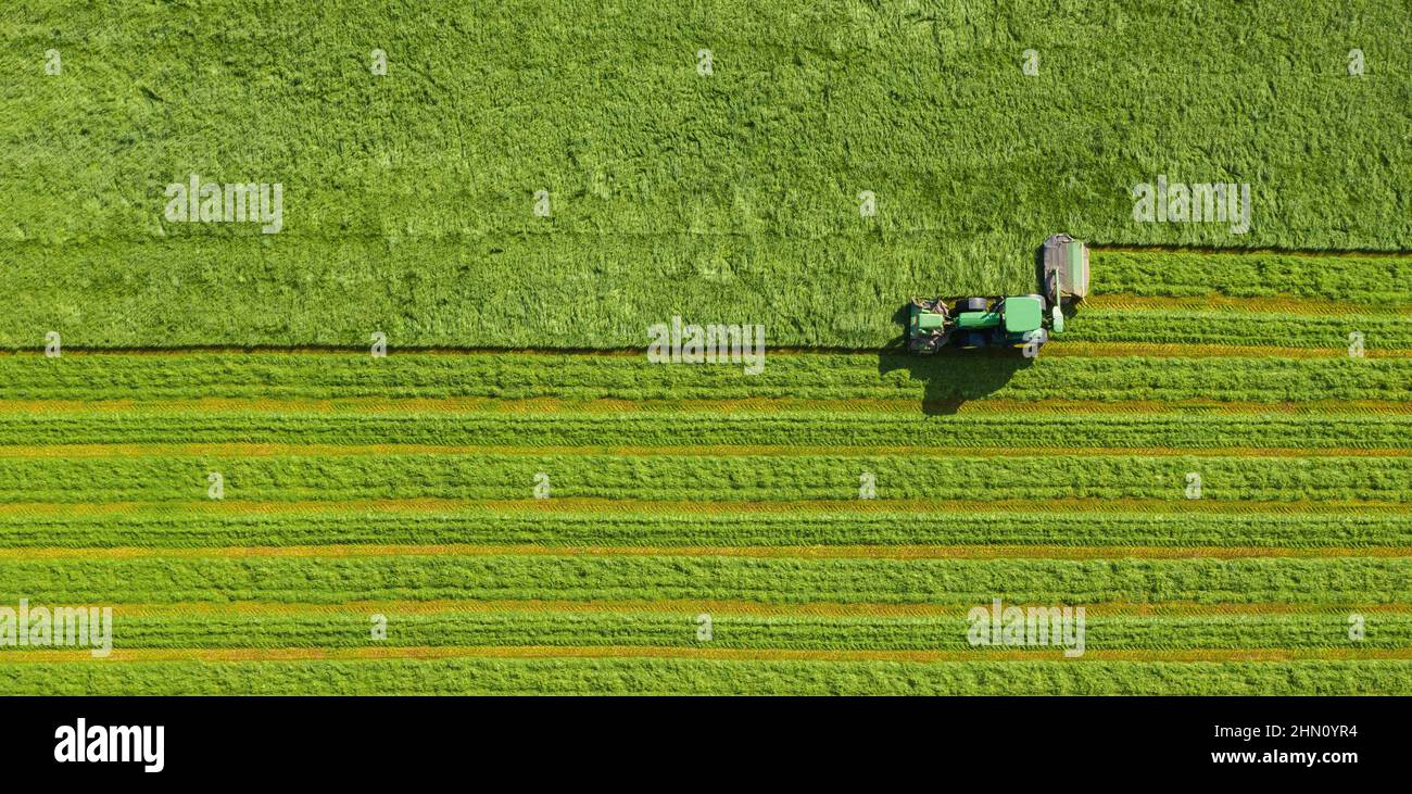 Raccolta del fieno in autunno da un prato Aerial vista dall'alto, fuco colpo Foto Stock