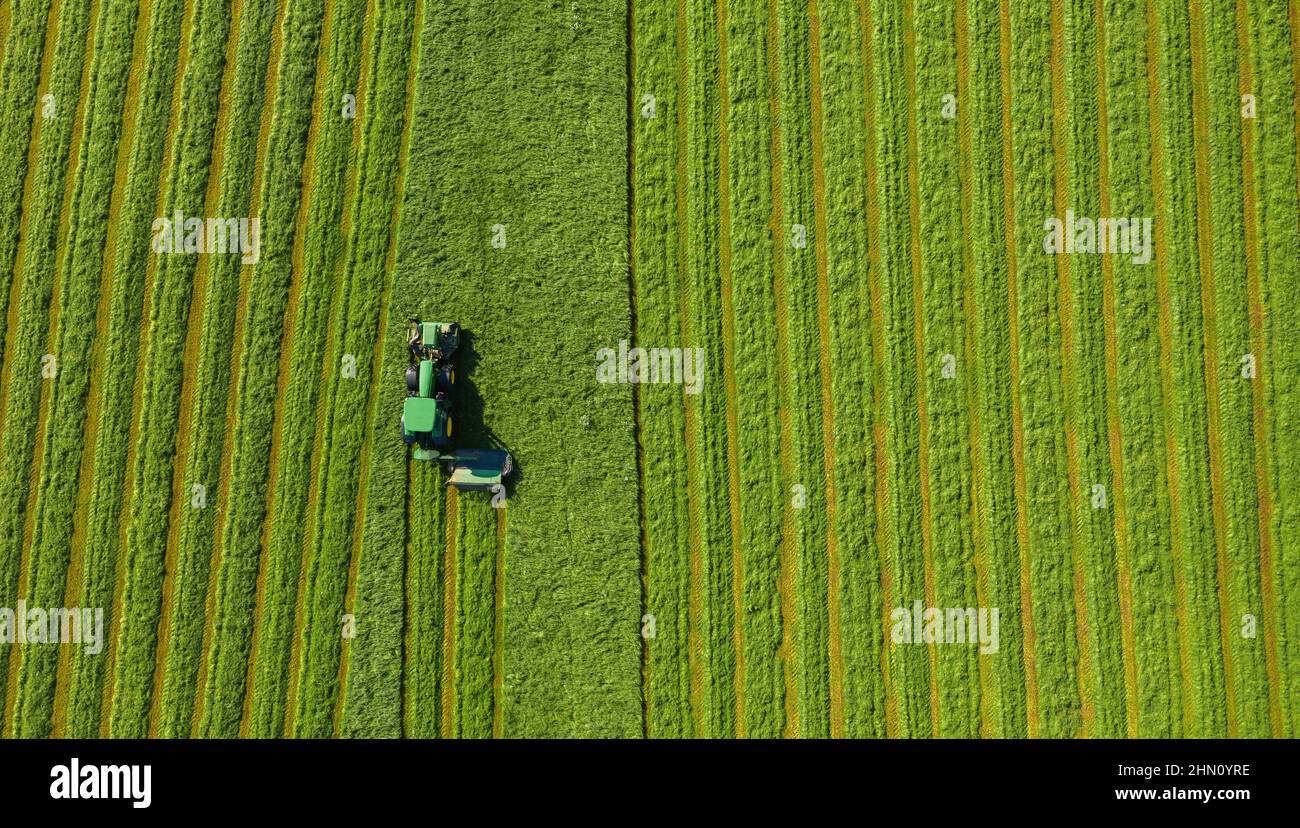 Raccolta di fieno in estate. La mietitrebbia di una macchina agricola raccoglie l'erba matura sul campo. Vista dall'alto. Foto Stock