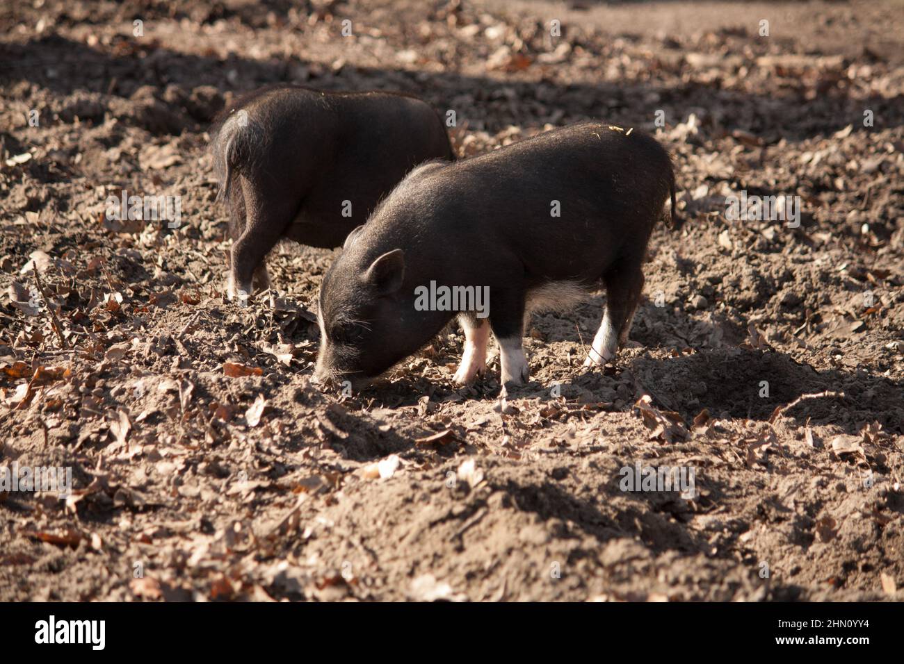 2 porino giovane abbellito in piedi al sole e puzzare Foto Stock