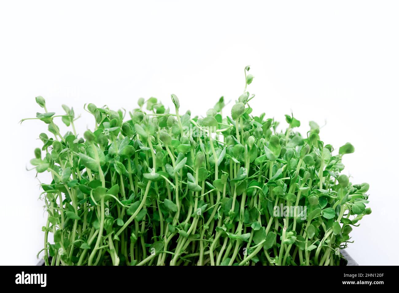 Germogli di piselli germinanti nel suolo su sfondo bianco, primo piano Foto Stock