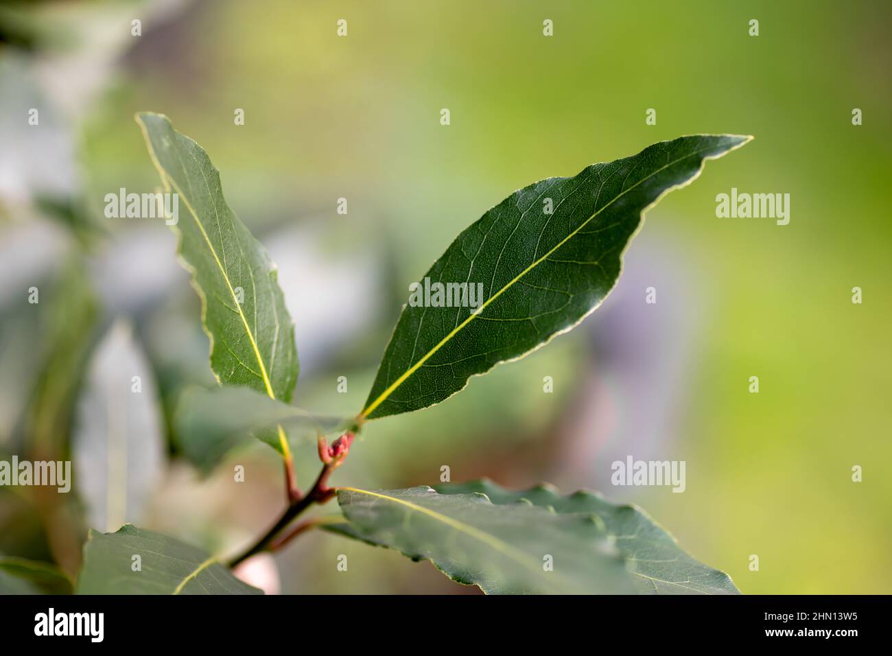 Primo piano di foglie di alloro fresche che crescono su un albero. Foto Stock