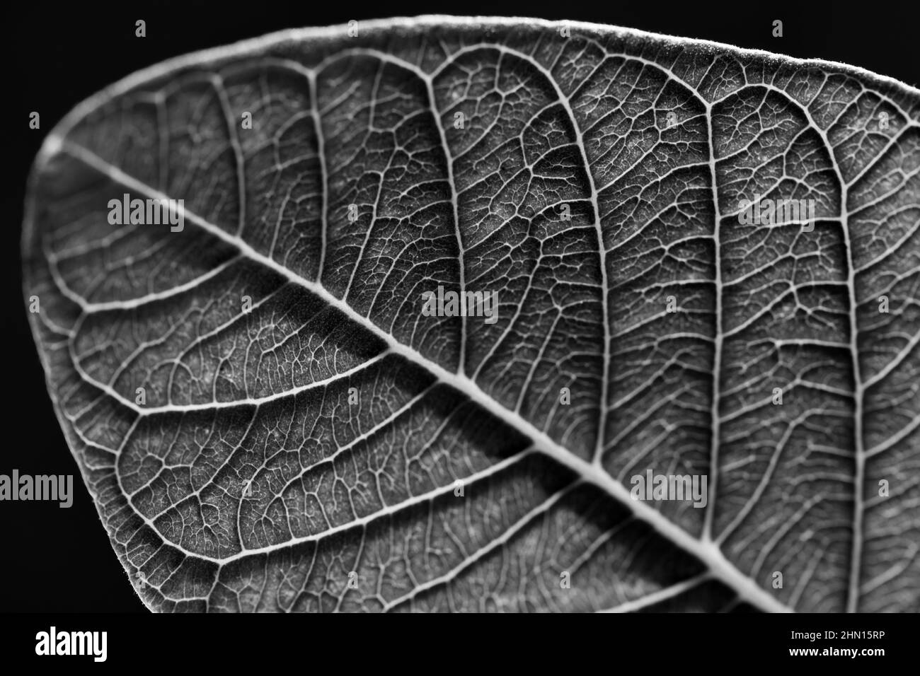 Immagine macro in bianco e nero di una foglia con le sue vene visibili Foto Stock