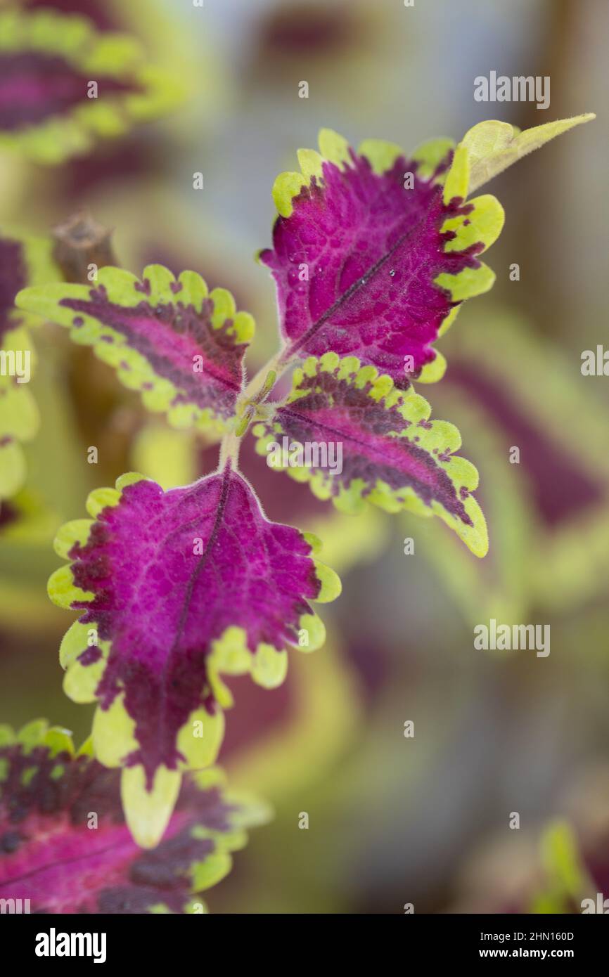 Immagine astratta di foglie dai colori brillanti e dai motivi e dalle forme belle Foto Stock